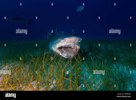 Lemon shark Bahamas Stock Photo - Alamy