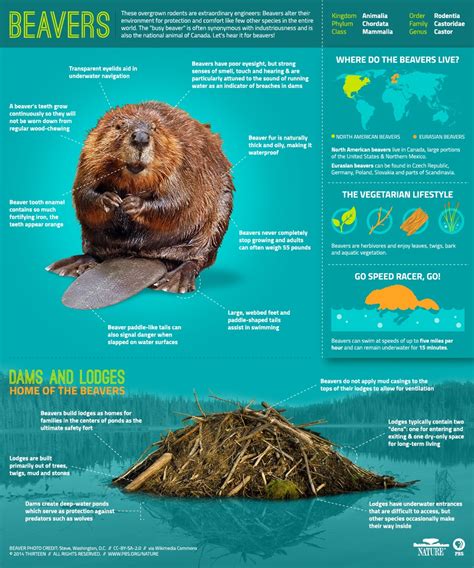 types of beaver dams Dams discoveries rivers diffe ering masonry reservoirs utilize streams ...