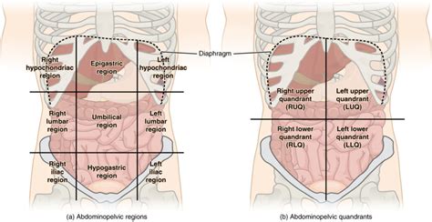 Gross Anatomy – Advanced Anatomy 2nd. Ed.