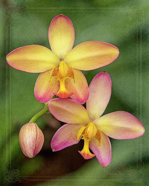 Beautiful Pink and Yellow Ground Orchids Photograph by Teresa Wilson - Fine Art America