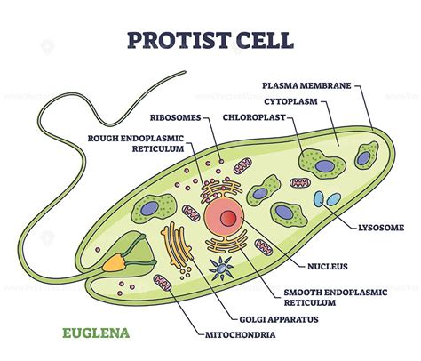 Protist cell anatomy with euglena microorganism structure outline diagram | Protists, Biology ...