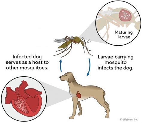 10 Things To Know About Heartworm Disease In Dogs - OHL