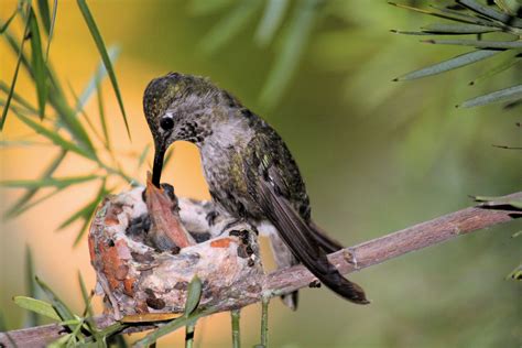 Types of Bird Nests