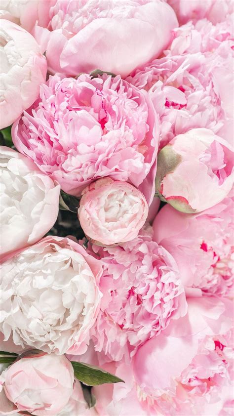 Download Light Pink Peony Bouquets Wallpaper | Wallpapers.com