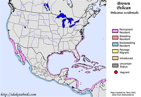 Brown Pelican - Species Range Map