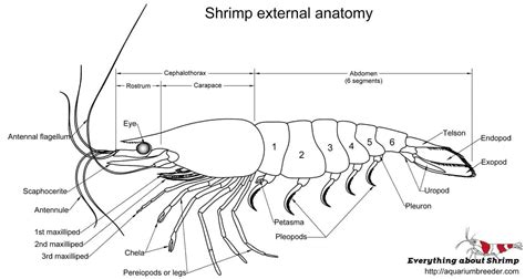 Dwarf Shrimp External Anatomy - Shrimp and Snail Breeder