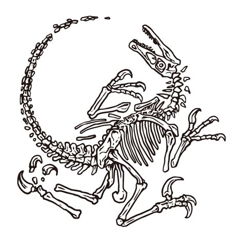 Dinosaur Velociraptor / fossil / Drawing | ai illustrator file | US$5.00 each | Ai & PNG File