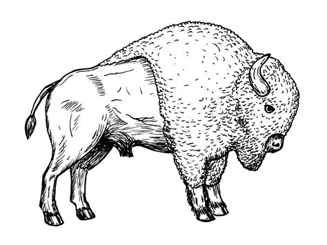 Drawing of bison (buffalo) – Line art illustrations