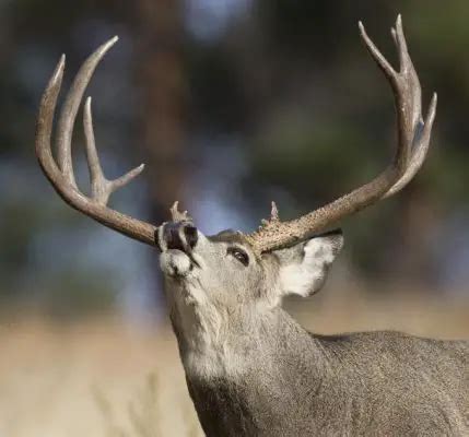 Mule Deer Facts | Anatomy, Diet, Feeding Behavior - Animals Time