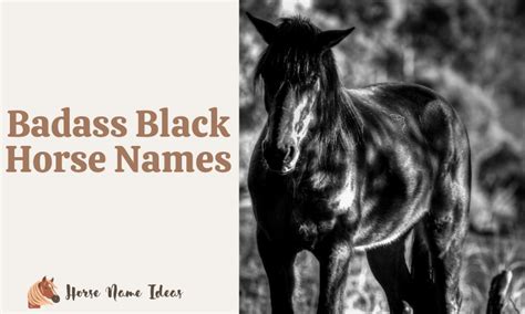 250 Badass Black Horse Names (With Meanings) - HorseNameIdeas.com