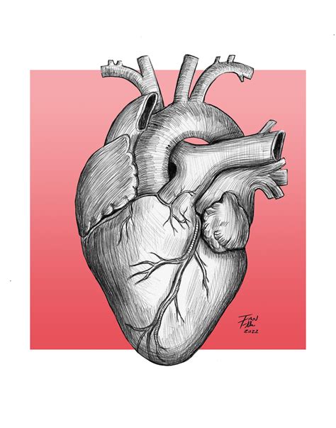 Heart Sketch Anatomy