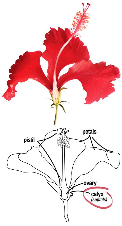 Diagram Of Hibiscus Flower