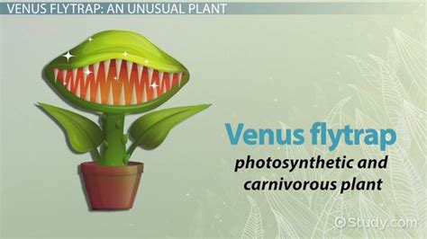 Venus Flytrap Facts, Habitat & Adaptations | What Do Venus Flytraps Eat? - Lesson | Study.com