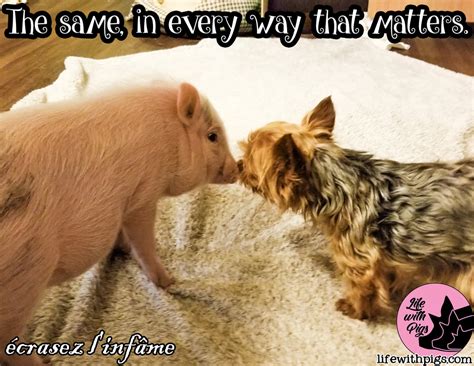 Pig Memes - Life with Pigs Farm Animal Sanctuary