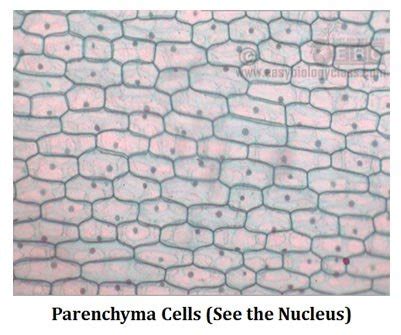 Types of Parenchyma | EasyBiologyClass