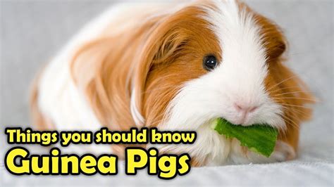 Guinea Pig as Pet – How To Take Care for a Guinea Pig – KeyPetCare.com