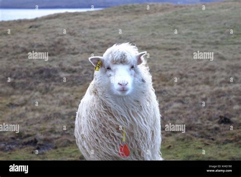 Wildlife in the Faroe Islands Stock Photo - Alamy