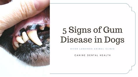 Signs of Gum Disease in Dogs — River Landings Animal Clinic in Bradenton, Florida