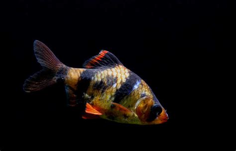 8 Best Tank Mates for Tiger Barbs - Fish Tank Advisor