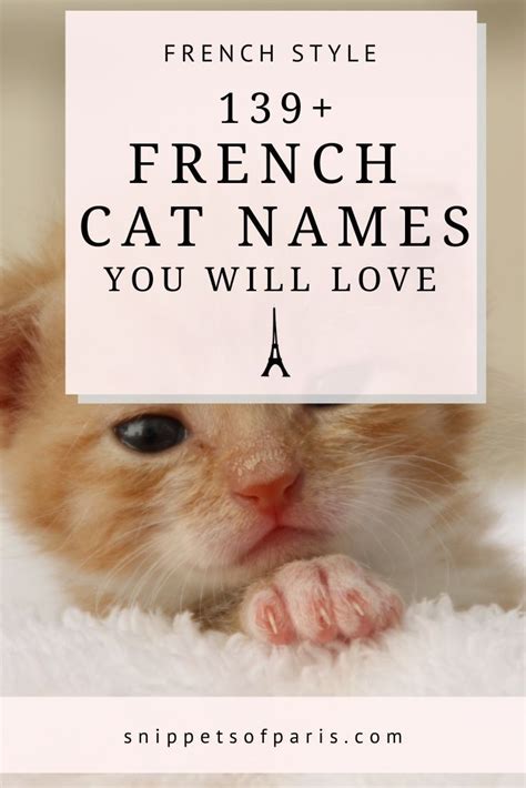 213 French Cat Names for Your Darling New Kitten