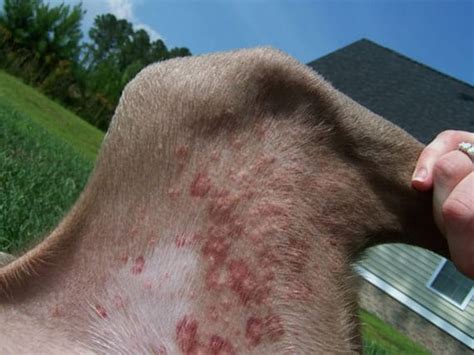 Flea Bites on Dogs Symptoms, Pictures, Treatment and Home Remedies | Dogs, Cats, Pets