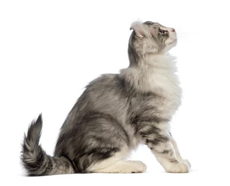 American Curl (Longhair) Cats | Cat Breeds