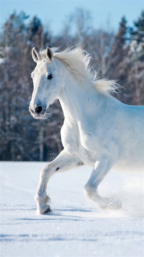 A White Horse Running Through The Snow - White Horse Wallpaper For Mobile (#1893716) - HD ...