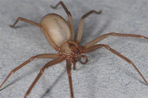 Chilean Recluse Spider Facts, Distribution, Bite, Pictures