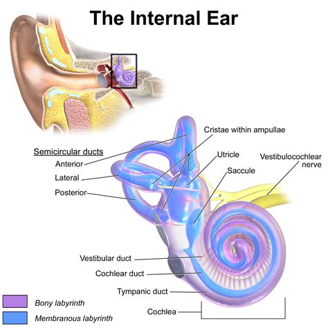 Inner ear - Wikipedia