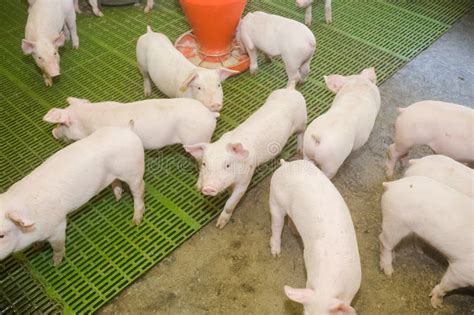 Pig Farm. Little Piglets. Pig Farming is the Raising and Breeding of Domestic Pigs. Stock Image ...