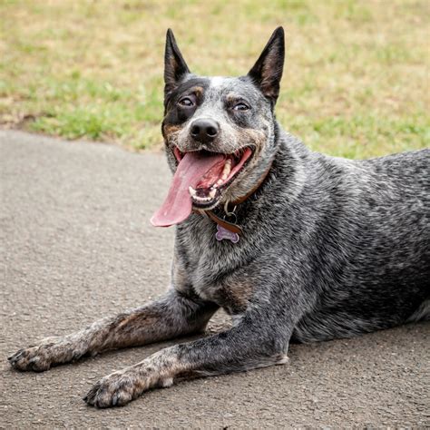 Blue Heeler Breed Information and Photos | ThriftyFun