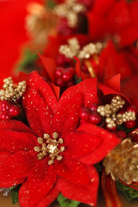 Red Christmas Flower Decoration Free Stock Photo - Public Domain Pictures