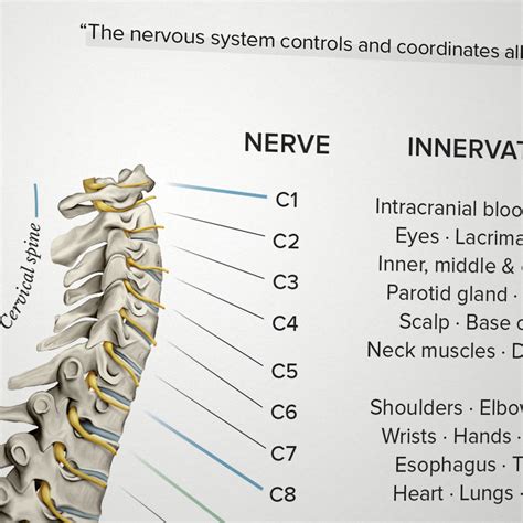 Spinal Nerve Wall Chart