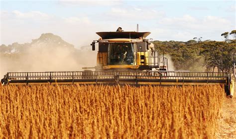 Quinoa harvest 2 - Three Farmers