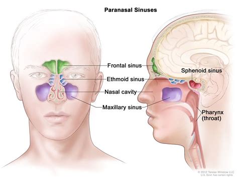 Paranasal Sinus and Nasal Cavity Cancer Treatment (Adult) | Vanderbilt-Ingram Cancer Center