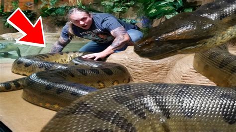 Anaconda Snake Australia - Anaconda Gallery