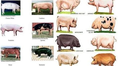 Pig Breeds