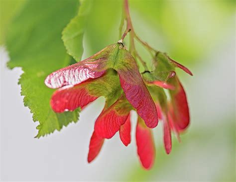 Red Seeds of Maple Tree Photograph by Debra Martz | Pixels