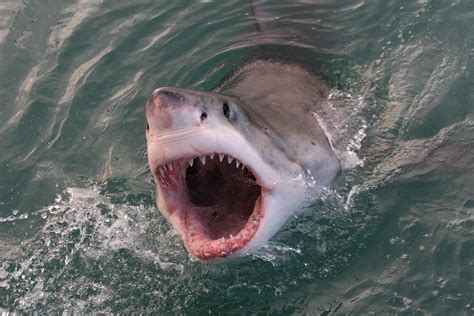 The Movie 'Jaws' Was Inspired By A Real-Life Shark That Caused A Complete Panic In The Northeast ...