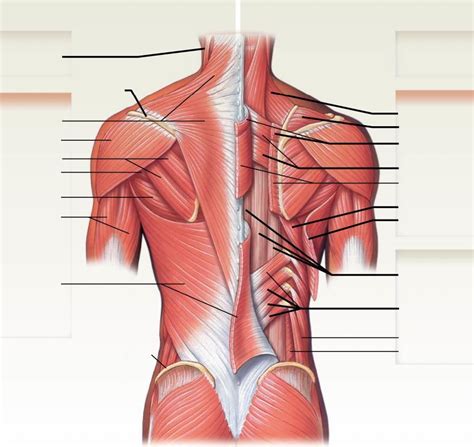 Muscles of the Back Diagram | Quizlet