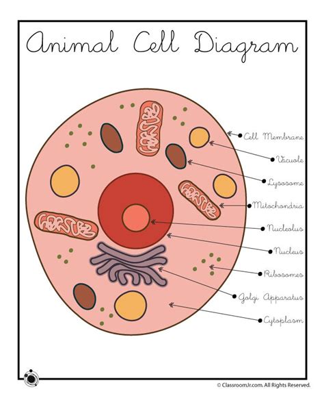 an animal cell diagram with labels on the top and bottom, labeled in different parts