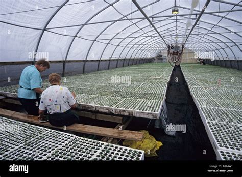 Workers in greenhouse at tree seedling nursery Telkwa BC Stock Photo: 6835600 - Alamy