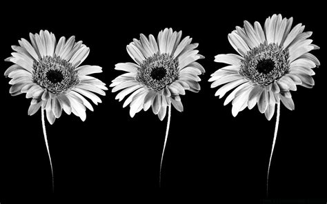 Flower Minimalist Desktop Wallpapers - Top Free Flower Minimalist Desktop Backgrounds ...