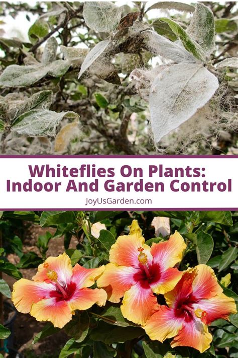 Whiteflies On Plants: How to Identify & Control These Plant Pests