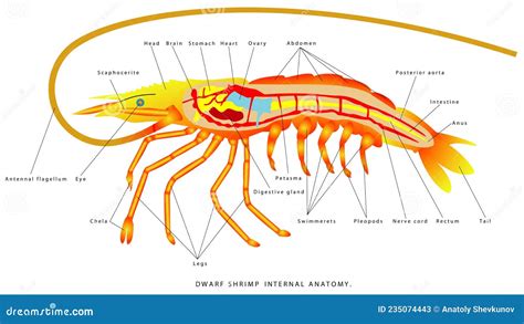 Shrimp Anatomy Cartoon Vector | CartoonDealer.com #234938593