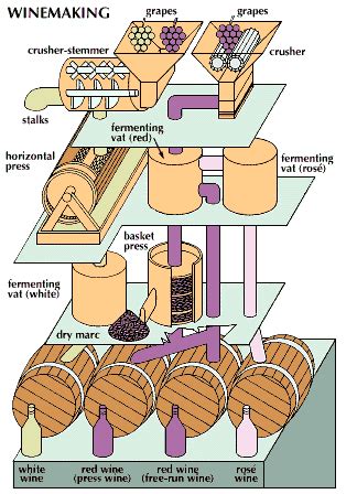 Wine - The wine-making process (2024)