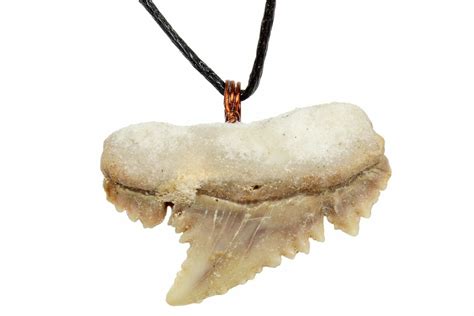 .95" Fossil Shark (Palaeocarcharodon) Tooth Necklace - Morocco (#169925) For Sale - FossilEra.com