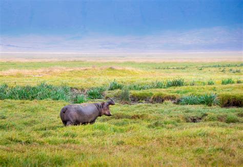 3 Days Ngorongoro Crater Safari - Tania Safaris of Africa