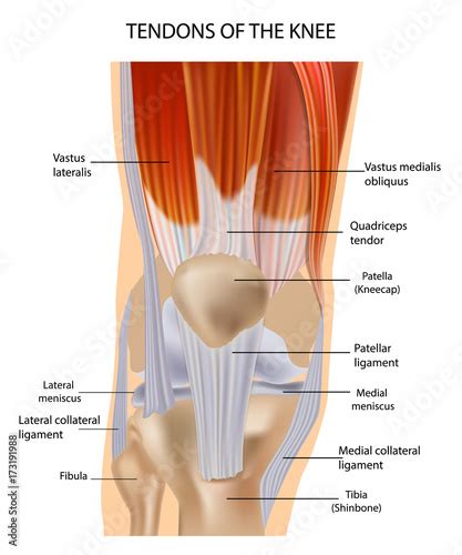 Tendons at the Front of the Knee. Knee Anatomy - Buy this stock vector and explore similar ...