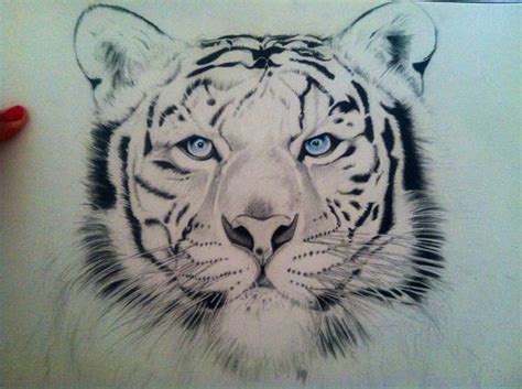 Tiger Face Sketch